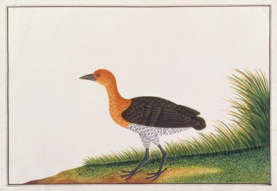 Schieferbeinralle, aus Zeichnungen von Vögeln aus Malakka, ca. 1805-18 von Chinese School